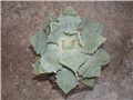 Agava potatorum